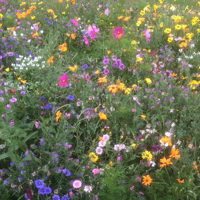 Purple, pink, yellow and white wildflowers growing together