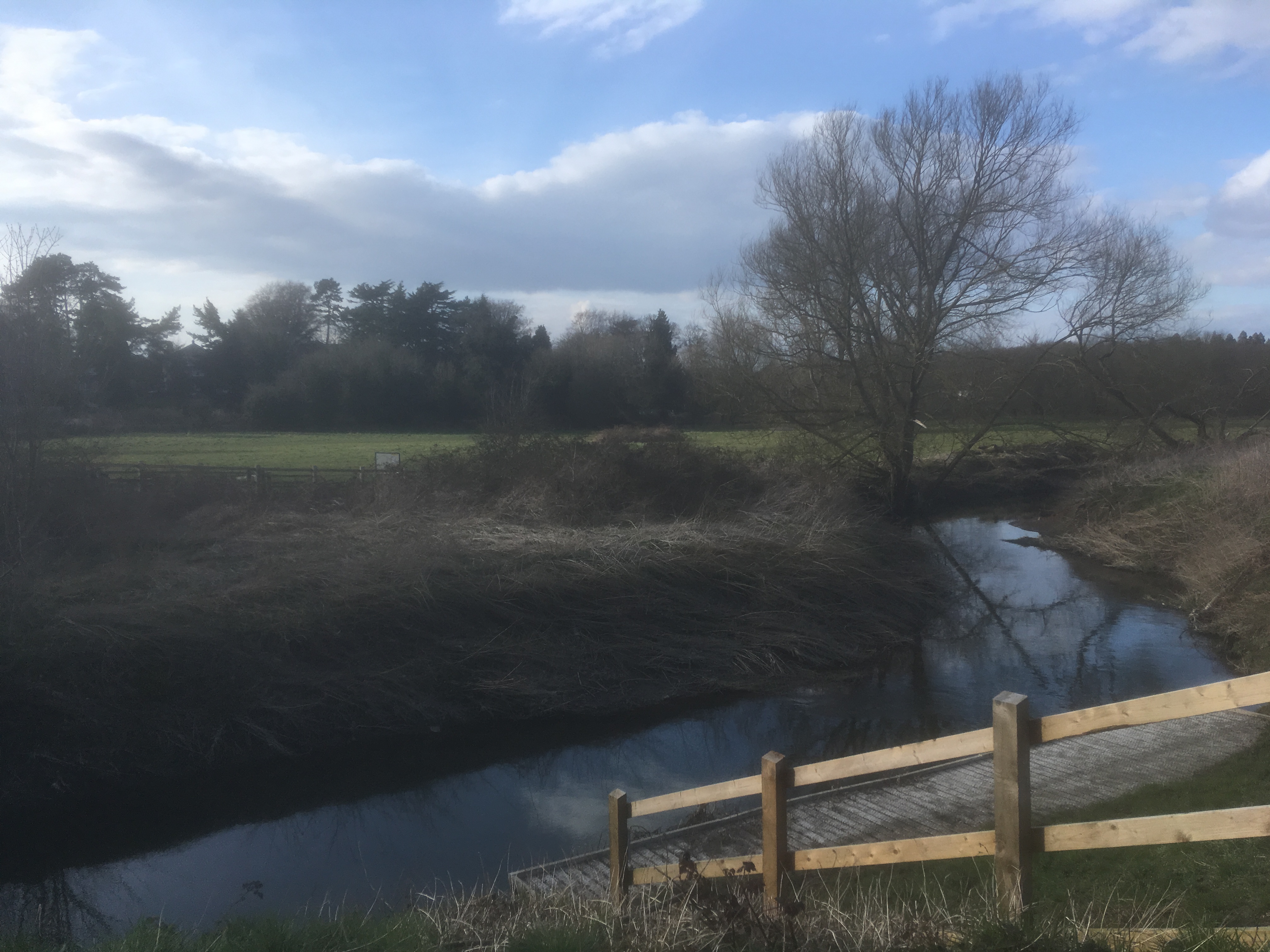 Scene in early spring with bare trees